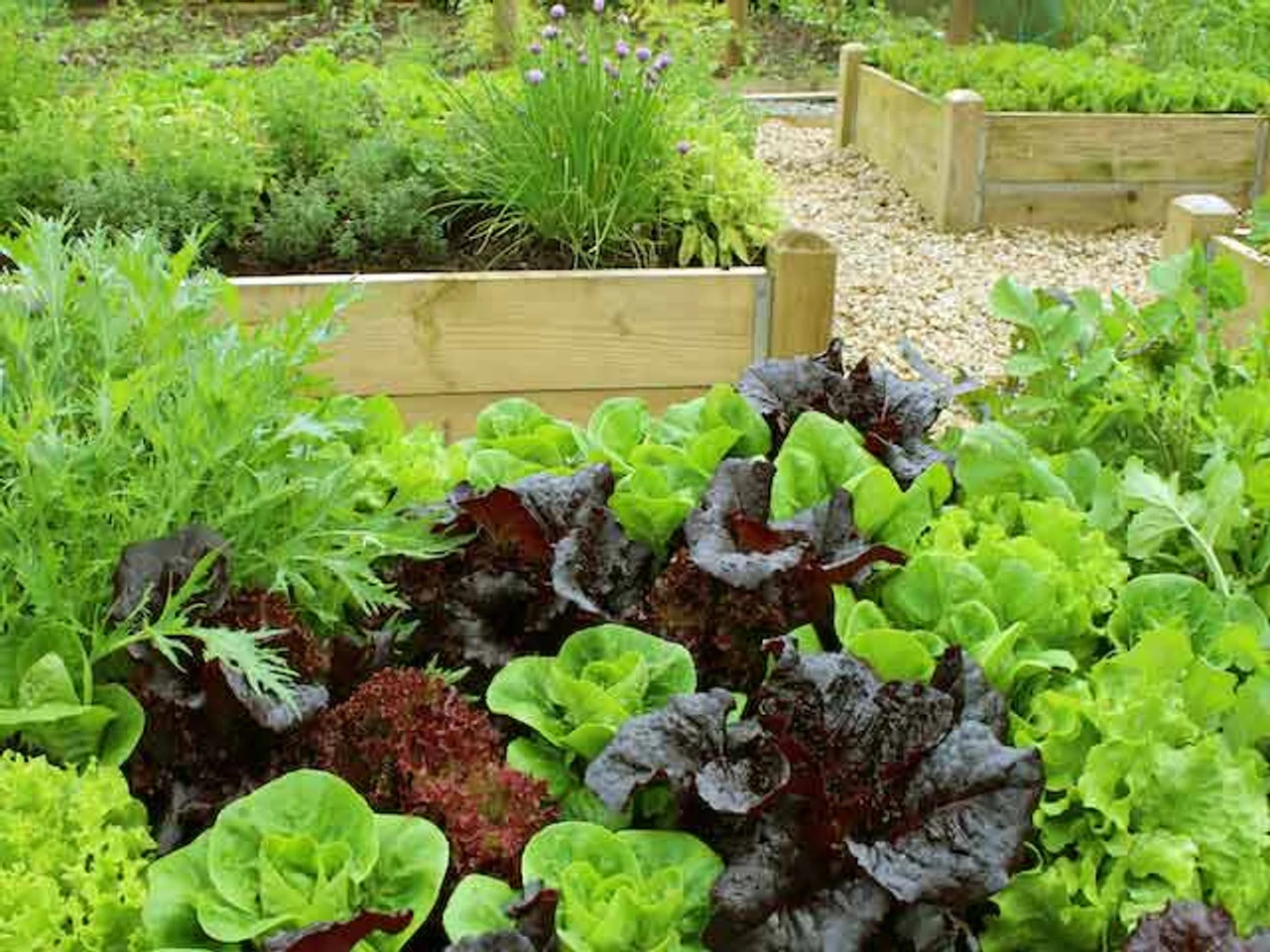 2 Tier Raised Vegetable Bed With Attached Garden Bench - Image 4