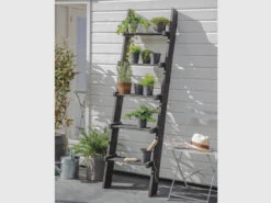 Moreton Ladder - Spruce